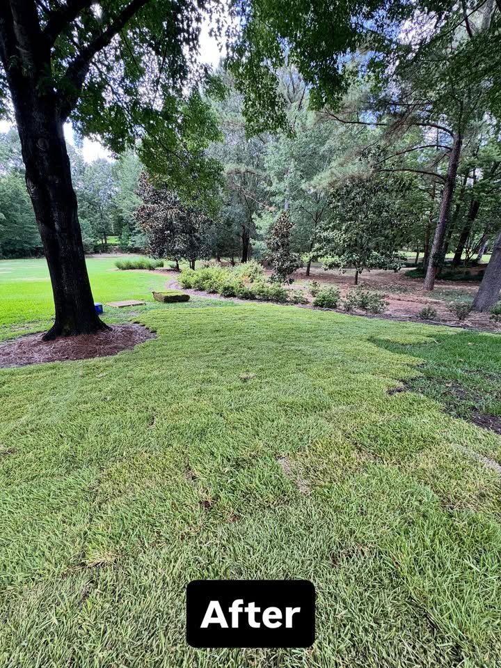 Sod after installation